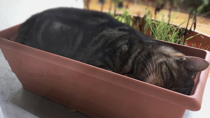 Photo amusante d'un chat endormis dans un pot de fleurs, sur une terrasse